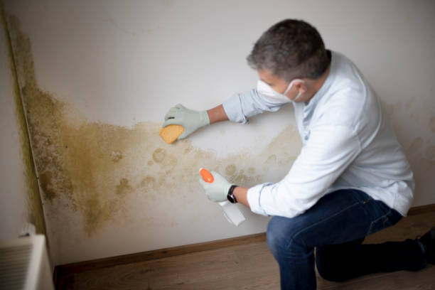 Best Post-Remediation Verification Testing  in Jackson, MI