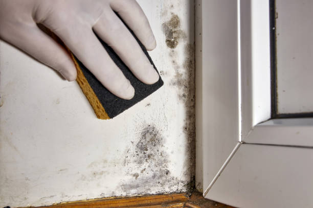 Best Basement Mold Removal  in Jackson, MI